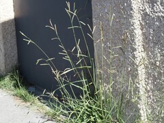 Paspalum dilatatum, photograph (c) Louis Aureglia, some rights reserved (CC BY)