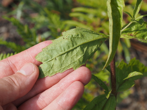 Eupatorium album, photograph 5