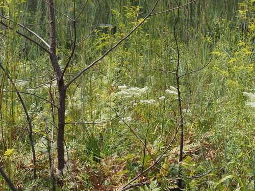 Eupatorium album, photograph 6