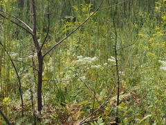 Eupatorium album, photograph (c) carter, some rights reserved (CC BY)