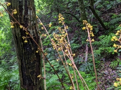 Galeola lindleyana