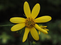 Helianthus microcephalus, photograph (c) carter, some rights reserved (CC BY)