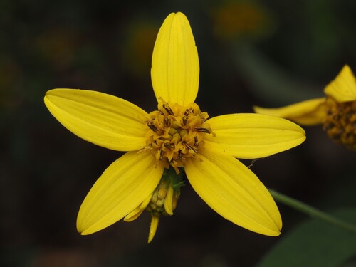 Helianthus microcephalus