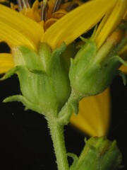 Helianthus microcephalus, photograph (c) carter, some rights reserved (CC BY)