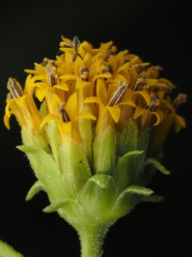 Helianthus microcephalus, photograph 3