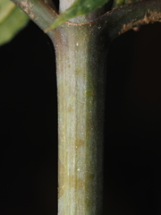 Helianthus microcephalus, photograph (c) carter, some rights reserved (CC BY)