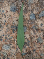 Helianthus microcephalus, photograph (c) carter, some rights reserved (CC BY)