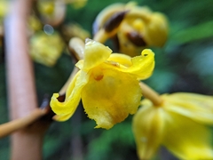 Galeola lindleyana