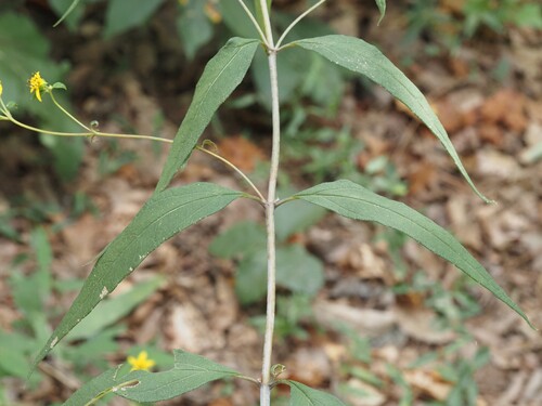 Helianthus microcephalus, photograph 4