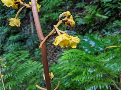 Galeola lindleyana