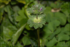 Lamium amplexicaule