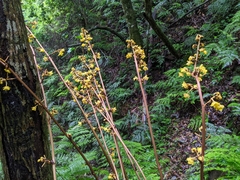 Galeola lindleyana