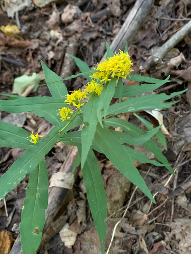 bluestem goldenrod