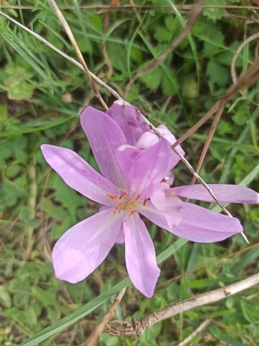 Portuguese colchicum