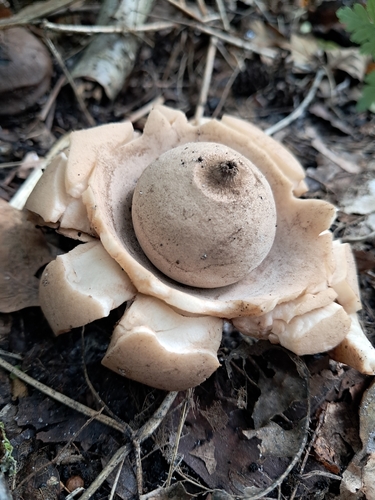 Collared Earthstar