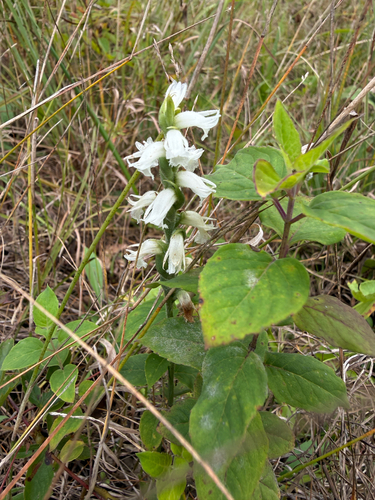 Sphinx ladies’ tresses