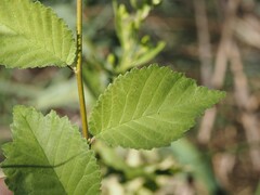 Ulmus minor, photograph (c) Louis Aureglia, some rights reserved (CC BY)