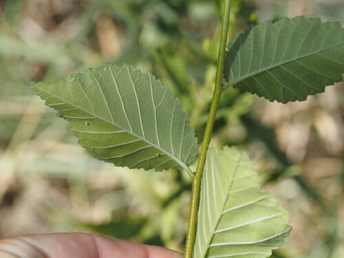 Ulmus minor, photograph 2