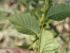 Ulmus minor, photograph (c) Louis Aureglia, some rights reserved (CC BY)