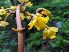 Galeola lindleyana