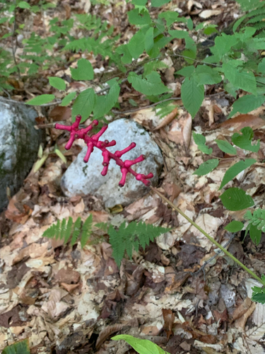 white baneberry