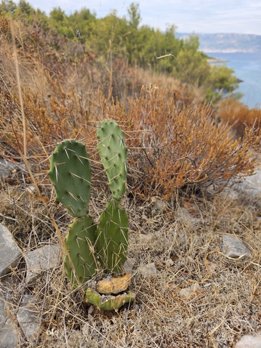 Red-flower Pricklypear