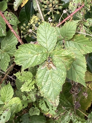 Yellow-haired Sun Fly