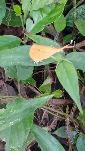 Common Yamfly