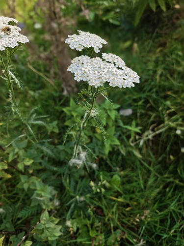 common yarrow