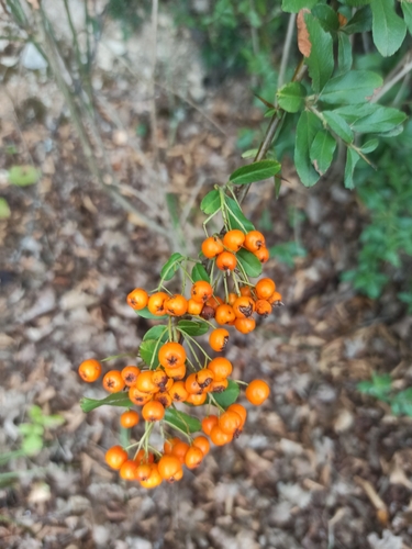 Firethorn