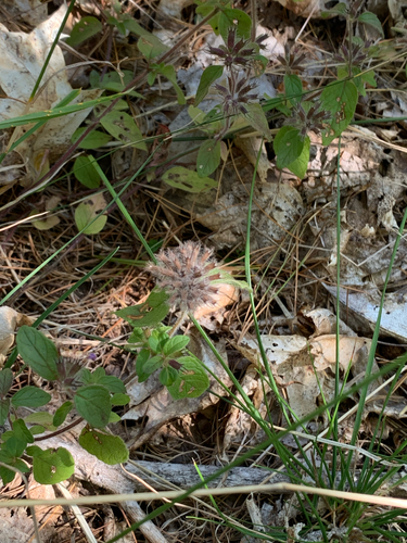 Wild Basil