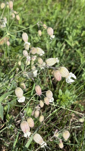 bladder campion
