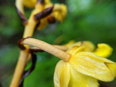Galeola lindleyana