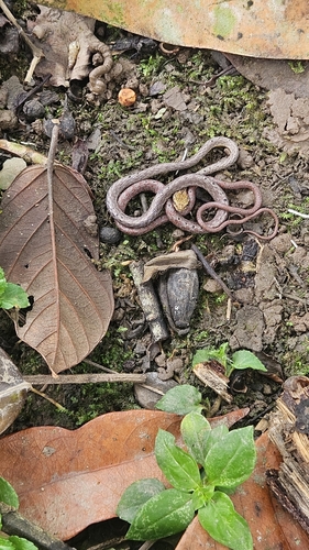 Dryophiops rubescens observed 2026-09-21