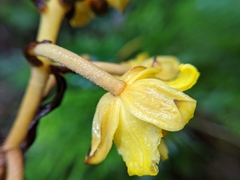 Galeola lindleyana