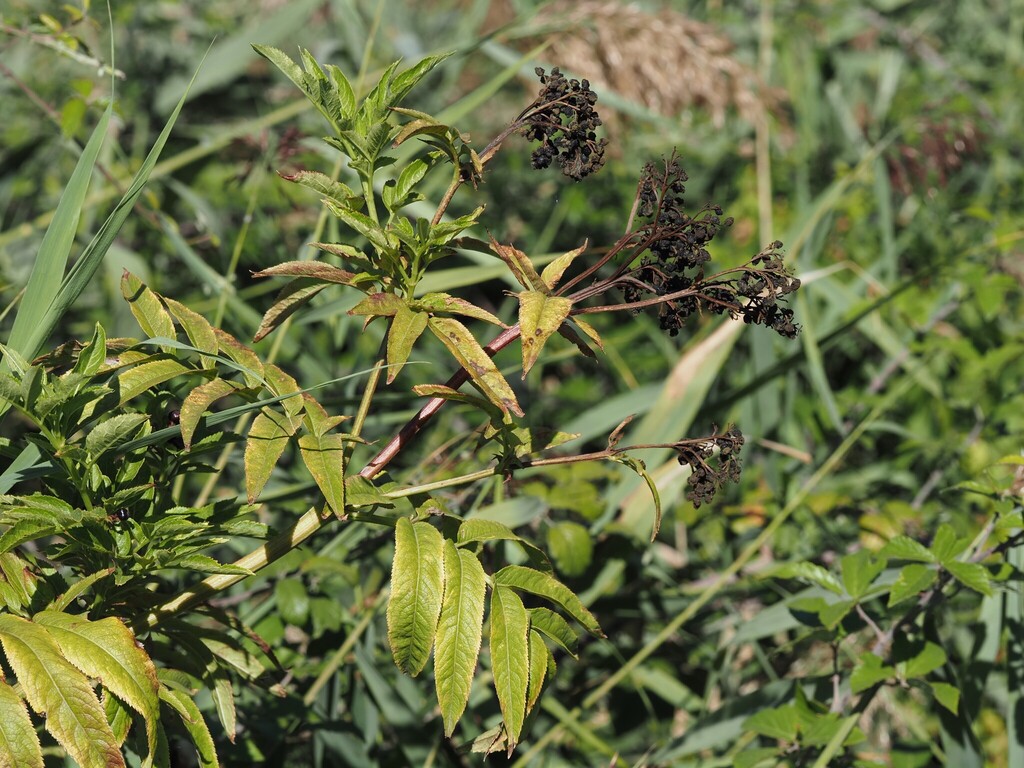 Sambucus ebulus; photograph (c) Louis Aureglia, some rights reserved (CC BY)