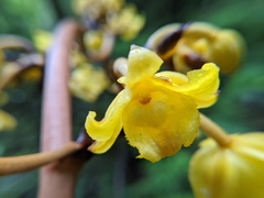 Galeola lindleyana