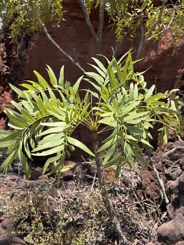 Owenia vernicosa, 2026-09-20