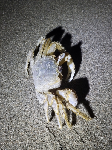 Atlantic Ghost Crab