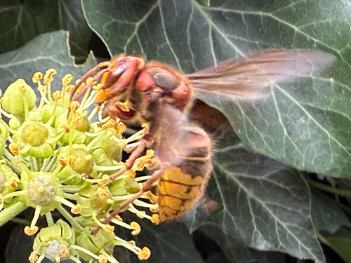 European Hornet