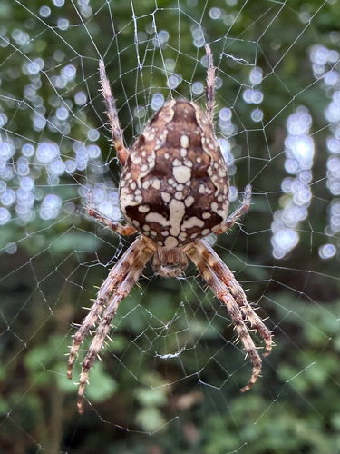 Cross Orbweaver