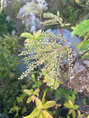 sourwood
