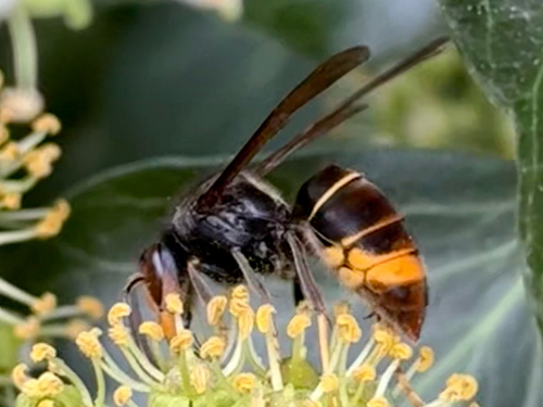 Yellow-legged Hornet