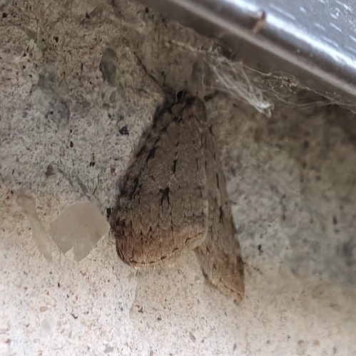 Autumnal Moth