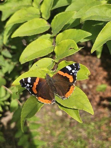Red Admiral