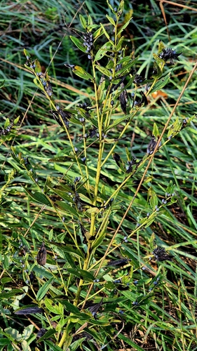 Lithospermum officinale, photograph 2