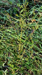 Lithospermum officinale, photograph (c) Анна Митрошенкова, some rights reserved (CC BY)