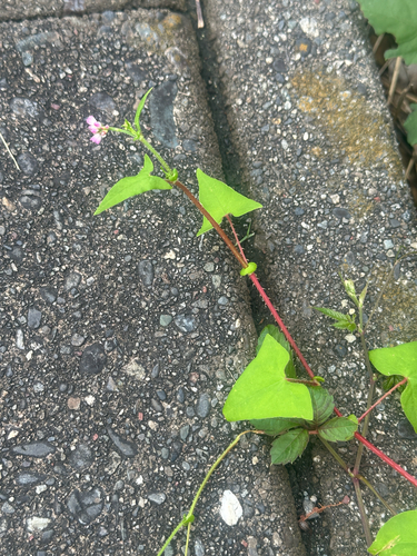 Persicaria senticosa, photograph 1