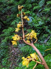 Galeola lindleyana