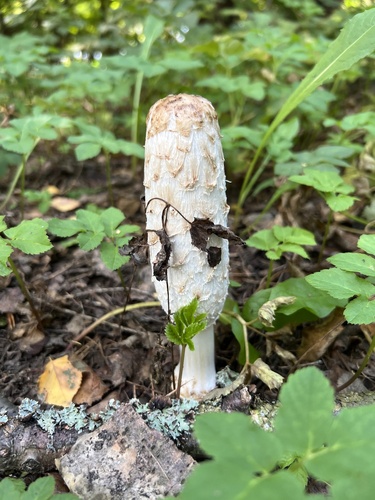 Shaggy Mane